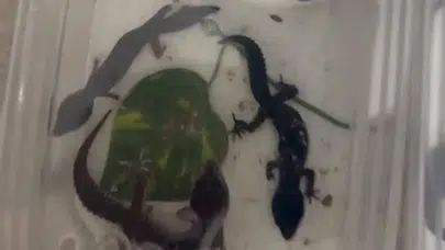 İstanbul Kartal'da Bir Daireden 134 Egzotik Hayvan Çıktı