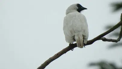 Dünyanın en yüksek sesli kuşları bilim dünyasını şaşırttı