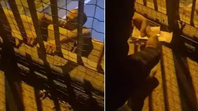 Sultanbeyli'de Trafik Cezası Sonrası İntihar Girişimi