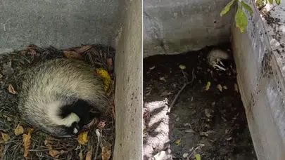 Çorum'un Oğuzlar İlçesinde Havuzda Mahsur Kalan Porsuk Kurtarıldı