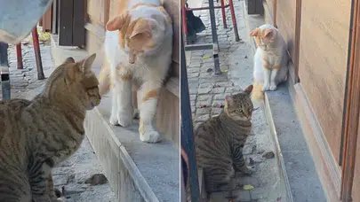 Saraçlar Caddesi'nde Kedinin Fare İle İlginç İmtihanı
