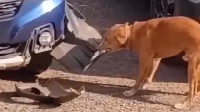 Hindistan'da Sokak Köpeği Fareyi Yakalamak İçin Otomobili Parçaladı