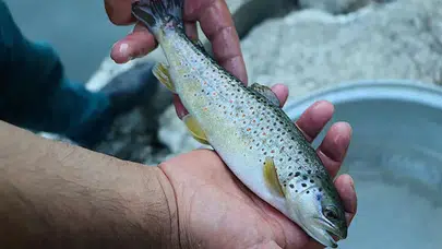 Tunceli'de kırmızı benekli alabalık avı yasaklandı