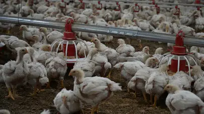 TÜİK Ağustosa İlişkin Kümes Hayvancılığı Üretim Verilerini Açıkladı