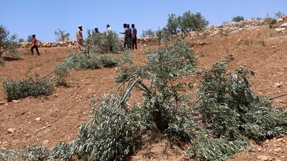 İsrail Güçleri Batı Şeria'da Filistinli Çiftçilere Zeytin Hasadı İzni Vermiyor