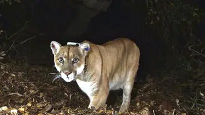 Almanya'nın Bavyera eyaletinde puma alarmı