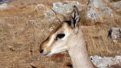 Dağ ceylanlarının yaşam alanını sürene 699 bin lira ceza