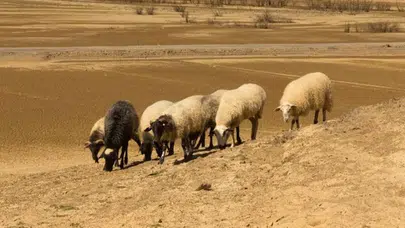 Necef Çölü'nde 15 Koyunla Başlayan Büyük Ekosistem Başarısı