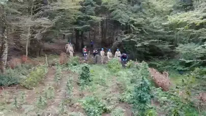 Bolu'da 288 kök kenevir ele geçirildi, 1 tutuklama