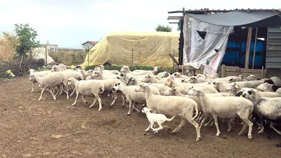 Diyarbakır'da küçükbaş hayvancılığa 2 milyon liraya kadar kredi desteği