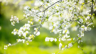 2026 Cemre Düşme Tarihleri Belli Oldu: İlk Cemre Ne Zaman Düşecek?