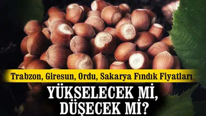 Karadeniz Bölgesi'nde Fındık Fiyatları Nereye Gidiyor? Yükseliş Mi, Düşüş Mü Bekleniyor?