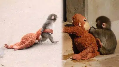 Punch maymun hikayesi nedir ve Punch maymun nerede yaşıyor?