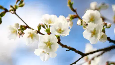 Nevruz Bayramı ne zaman, hangi ayda ve resmi tatil olacak mı?