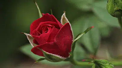 Sevgililer Günü çiçek fiyatları : Bir gül kaç TL?