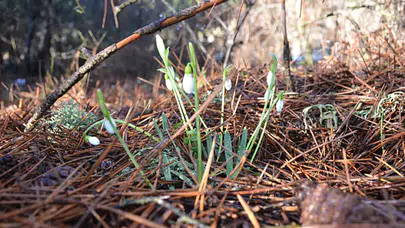 Kardelen Çiçeğini Koparmanın Cezası Neden Bu Kadar Yükseldi?