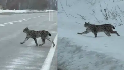 Bayburt'ta Nesli Tükenme Tehlikesi Altında Olan Vaşak Görüntülendi