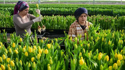 Türkiye'nin Kesme Çiçek Sektöründe Su ile Üretilen Laleler Nasıl Yetiştiriliyor?