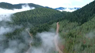 21 İlde Orman Sınırları Dışına Çıkarılan Alanlar Hangi İlleri Kapsıyor?