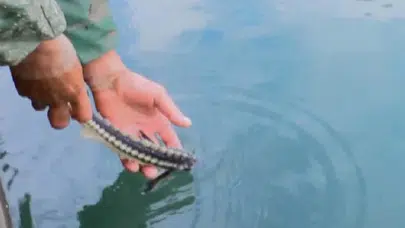 Karadeniz'de 100 Bin Liraya Satın Alınan Mersin Balığı Denize Bırakıldı