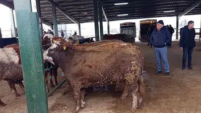 Tavşanlı hayvan pazarında Kurban Bayramı öncesi hareketlilik neden bu kadar erken başladı?