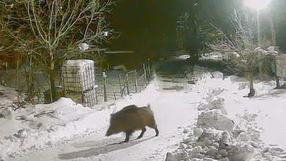 Artvin'de Yaban Hayvanları Köye İndi