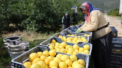 Limon fiyatları neden bu kadar arttı? Adana'da üreticiler ne diyor?