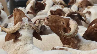2026 Kurban Bayramı Ne Zaman Başlayacak ve Arefe Günü Hangi Tarihe Denk Geliyor?
