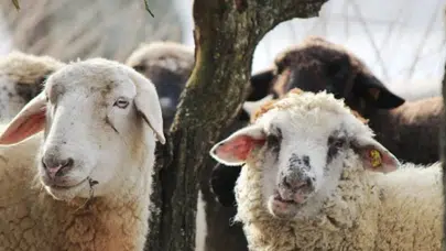 2026 kurbanlık fiyatları ne olacak? Büyükbaş ve küçükbaş hayvan fiyatları hakkında bilgiler