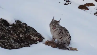 Bugün Survivor Var mı? Survivor Yeni Bölüm Ne Zaman Yayınlanacak?
