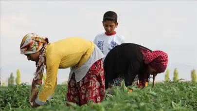 Tarım İşçileri Ücretleri Ne Kadar Arttı? Rize ve Hatay'daki Rekorlar Neler?