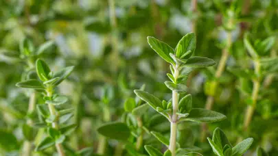 Doğanın Antibiyotik Deposu Olarak Kekik Neden Önemli?