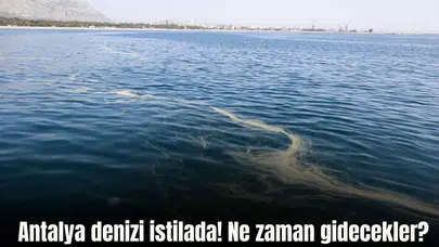 Antalya Körfezi'nde Kızıldeniz'den Gelen Denizanaları Neden Yoğunlaşıyor?