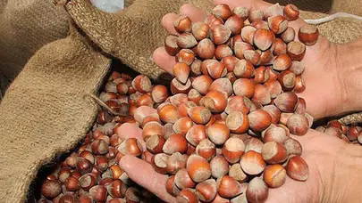 Fındık Piyasasında Yaşanan Fiyat Düşüşü Nedenleri Neler Olabilir?