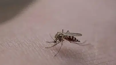 Pınar Deniz ve Kaan Yıldırım çifti nerede tanıştı? Aşkları nasıl başladı?