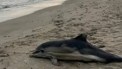 Ölü Yunus Neden Sahile Vurdu? Samsun Alaçam'da Olayın Detayları Neler?