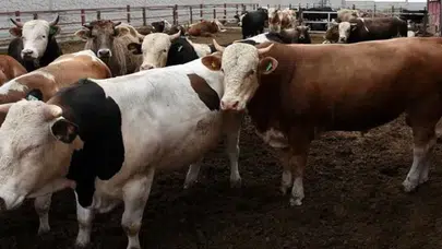 Kurbanlık fiyatlarının en yüksek olduğu iller hangileri? İşte detaylar