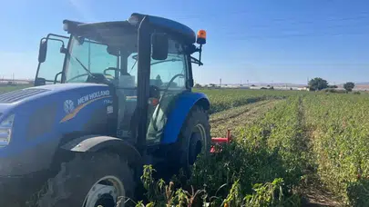 Marul Fiyatları Neden Bu Kadar Yükseldi? Üreticiler Neler Söylüyor?