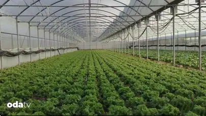 Gıda Krizi Kapıdayken Türkiye'nin Seracılık Avantajları Neler Olabilir?