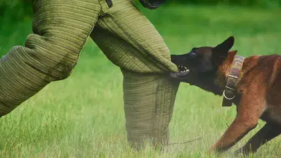 Köpek saldırısı davasında Yargıtay'dan 2 milyon TL tazminat kararı!