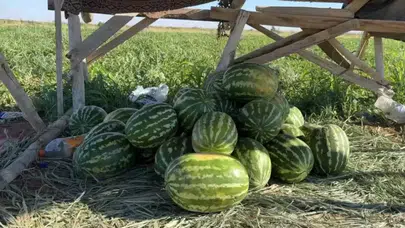 Antalya'da fiyatı sorulmayan karpuzun hasadı başladı mı?