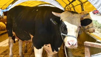 Vekaletle kurban kesimi nasıl yapılır, şartları neler? Kurban vakti ne zaman sona erer?