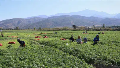 Bursa'da tarım işçilerine günlük ne kadar ücret ödenecek?