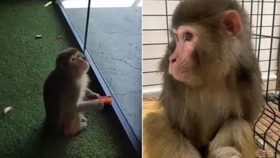 Yozgat'ta bulunan Makak Maymunu koruma altına alındı