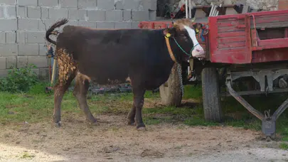 Kurban Kesim Vakti Ne Zaman Başlar ve Ne Zaman Biter? Kurban Kesimine Dair Tüm Detaylar