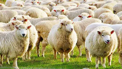 Kurban Bayramı ne zaman başlıyor, bitiyor? Bayramın 1. günü ne zaman denk geliyor?