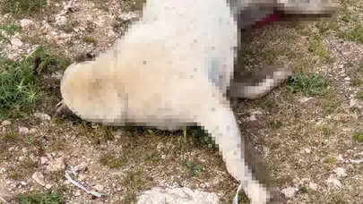 Hamile köpeğin sürüklenerek katledilmesi tepki çekti
