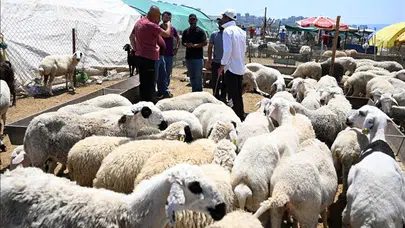 Ankara'da kurbanlık pazarında hareketlilik: Fiyatlar neden yükseliyor?
