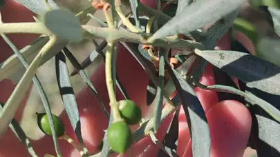 Didim'de zeytin üreticilerine zeytin güvesi uyarısı neden önemli?