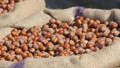 Fındık fiyatları neden yükseliyor? Üreticiler için ne anlama geliyor?